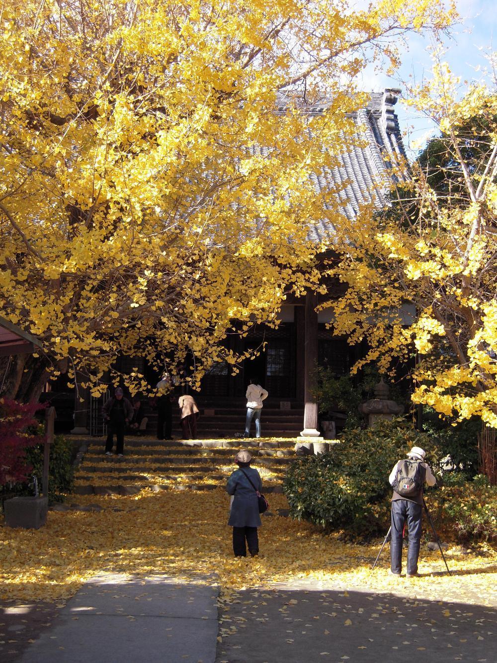 祖父江銀杏 019.jpg